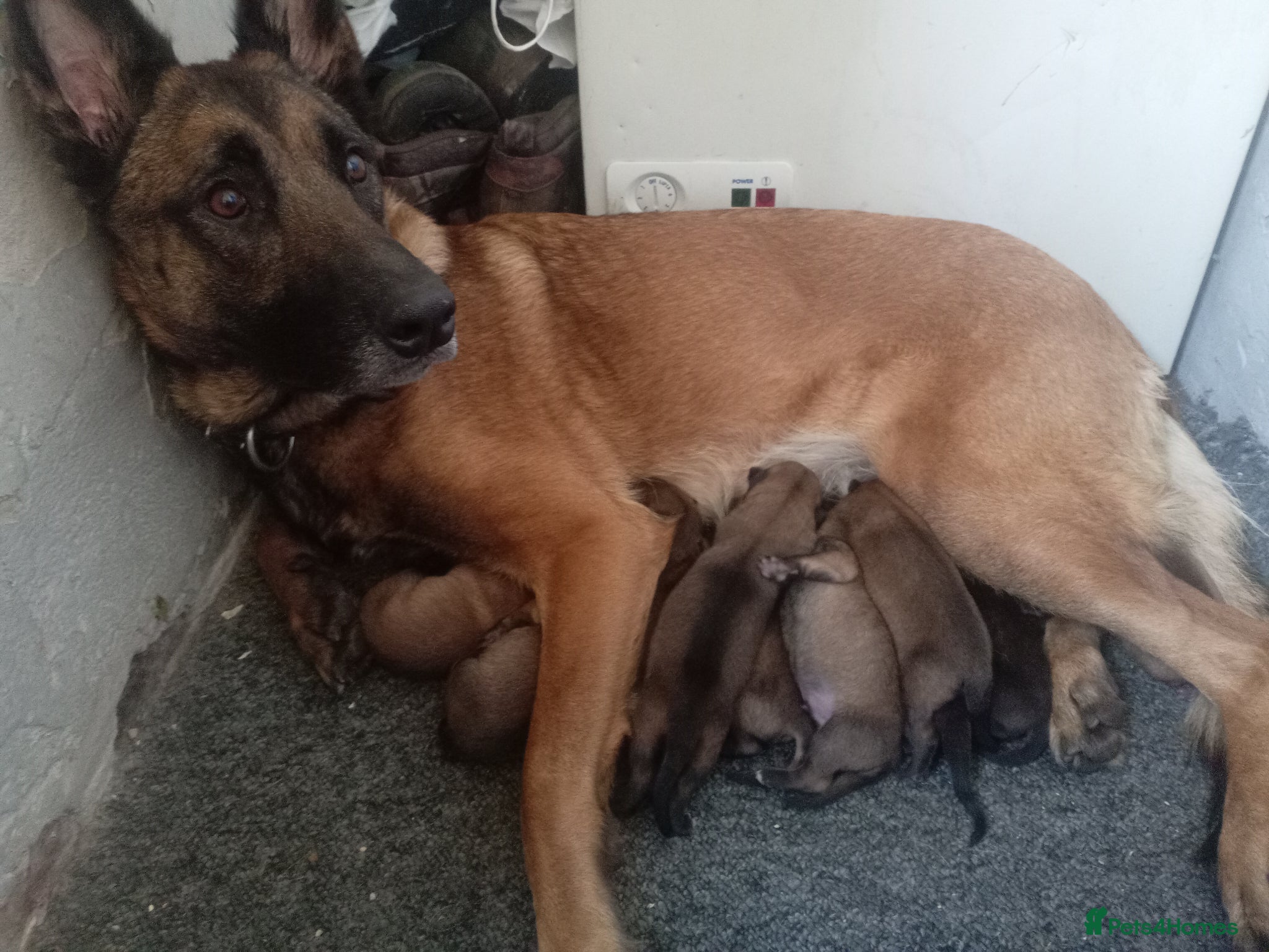 Belgian Shepherd Dog dogs Belgium malinois puppies 7 weeks old - Advert 18
