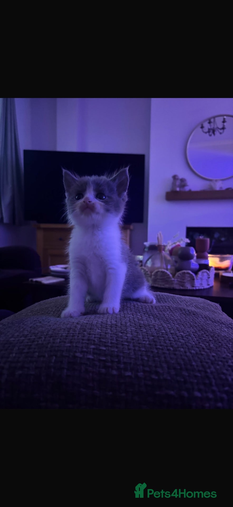 Mixed Breed cats British short hair cross kittens - Advert 2