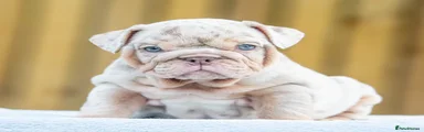 English Bulldog 5