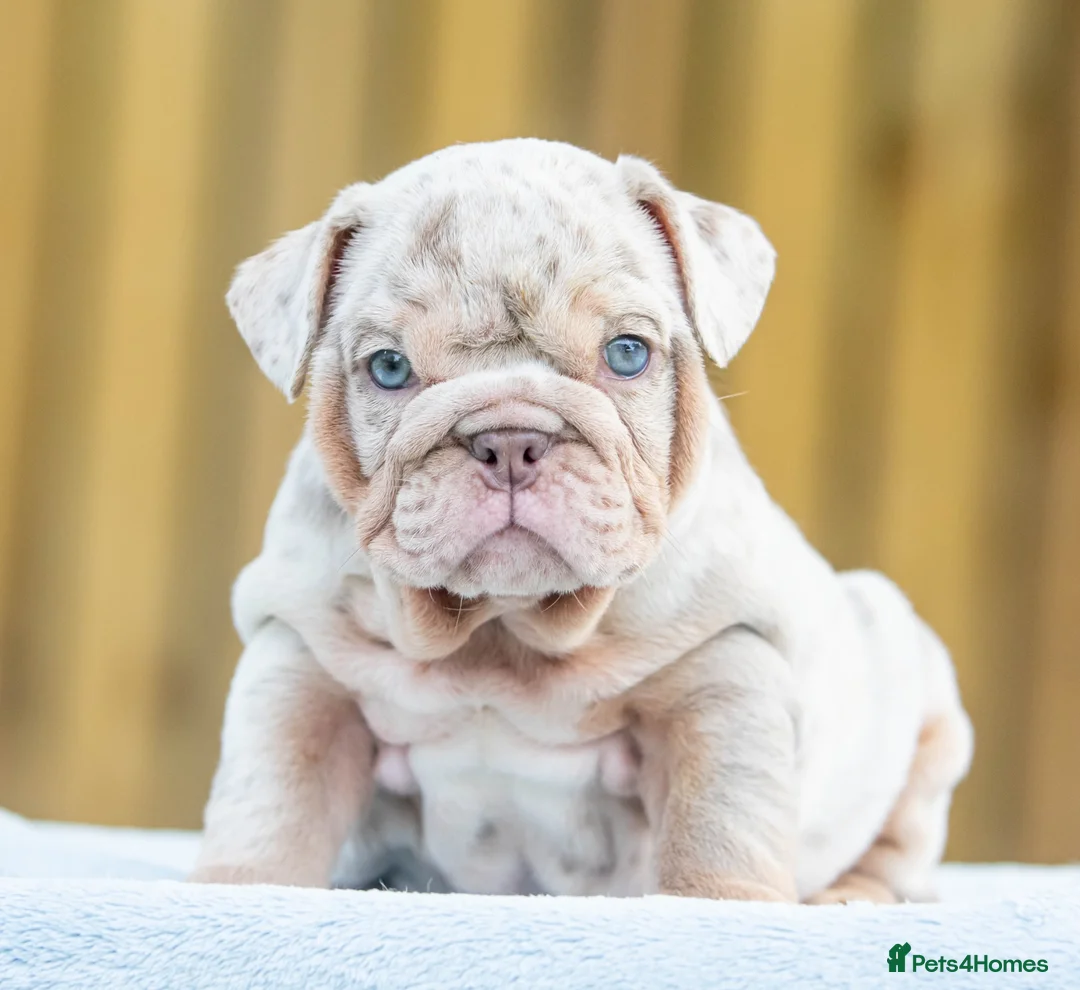 English Bulldog dogs for sale: Ready to leave ENGLISH BULLDOG PUPPIES  in Castleford - Advert 1