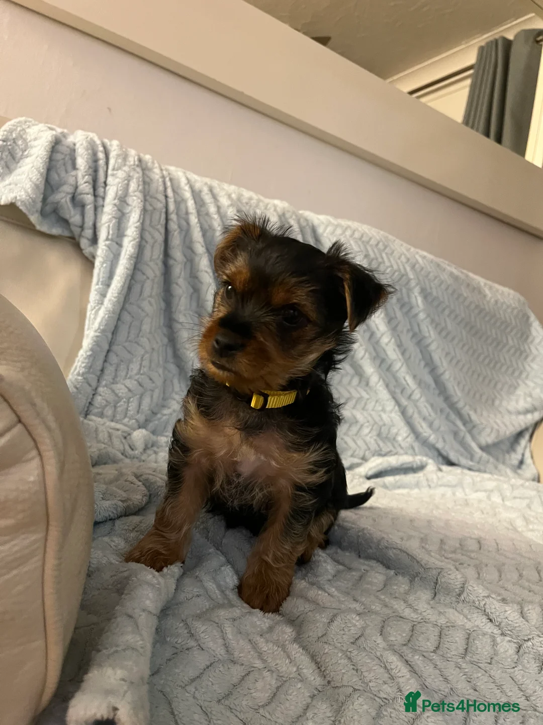 Yorkshire Terrier dogs for sale: READY TO LEAVE..YORKSHIRE TERRIERS in Bolton - Advert 2
