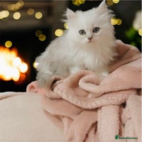 Persian cats - Advert 4