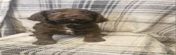 Cocker Spaniel dogs for sale: Working cocker spaniel pups docked tails - Advert 5