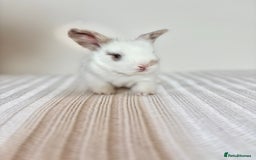 Angora rabbits for sale: Fully Vaccinated Pedigree English Angoras  - Image 23