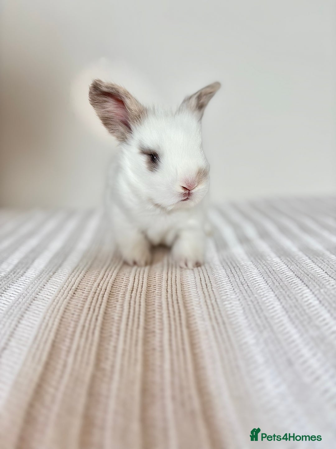 Angora rabbits for sale: Fully Vaccinated Pedigree English Angoras  - Image 23