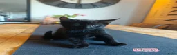 Mixed Breed cats for sale: Beautiful Mixed Maine Coon Kittens. - Advert 6