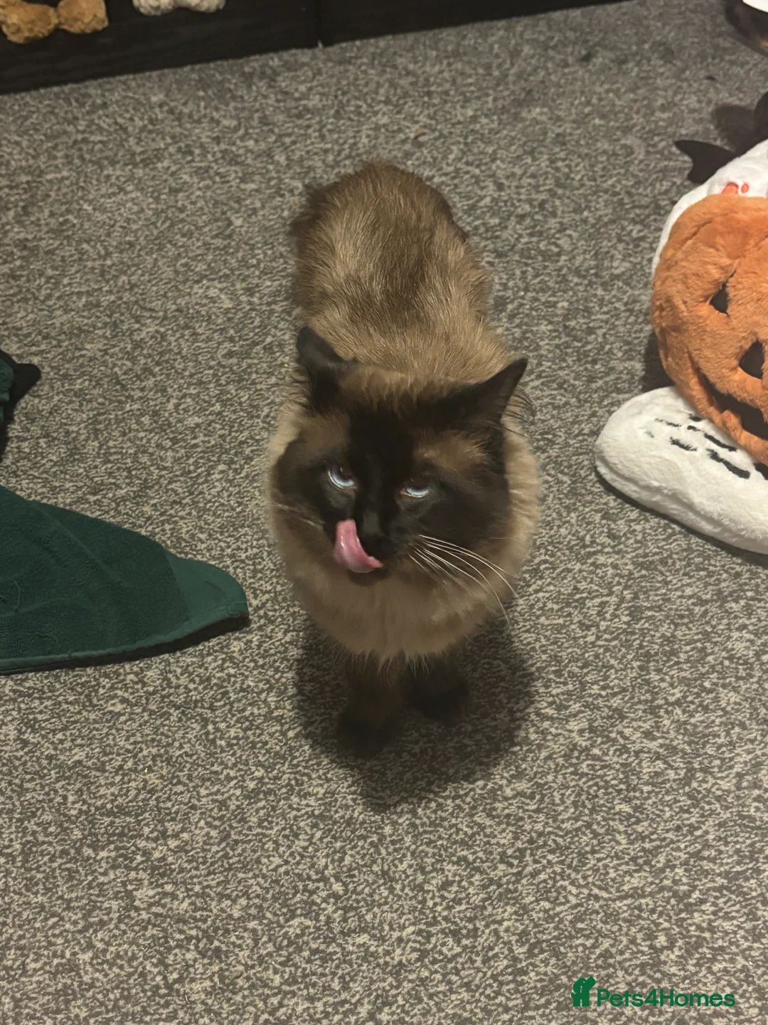 Ragdoll cats for sale: Male ragdoll cat  - Advert 4