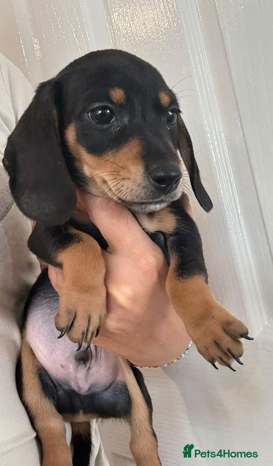 Dachshund dogs Beautiful black and cream puppies available  - Advert 5