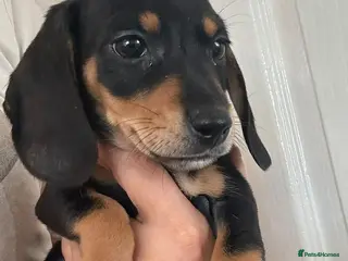 Dachshund dogs Beautiful black and cream puppies available - Advert 5