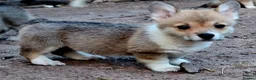 Welsh Corgi Pembroke dogs for sale: KC Pembroke Corgis  - Advert 29