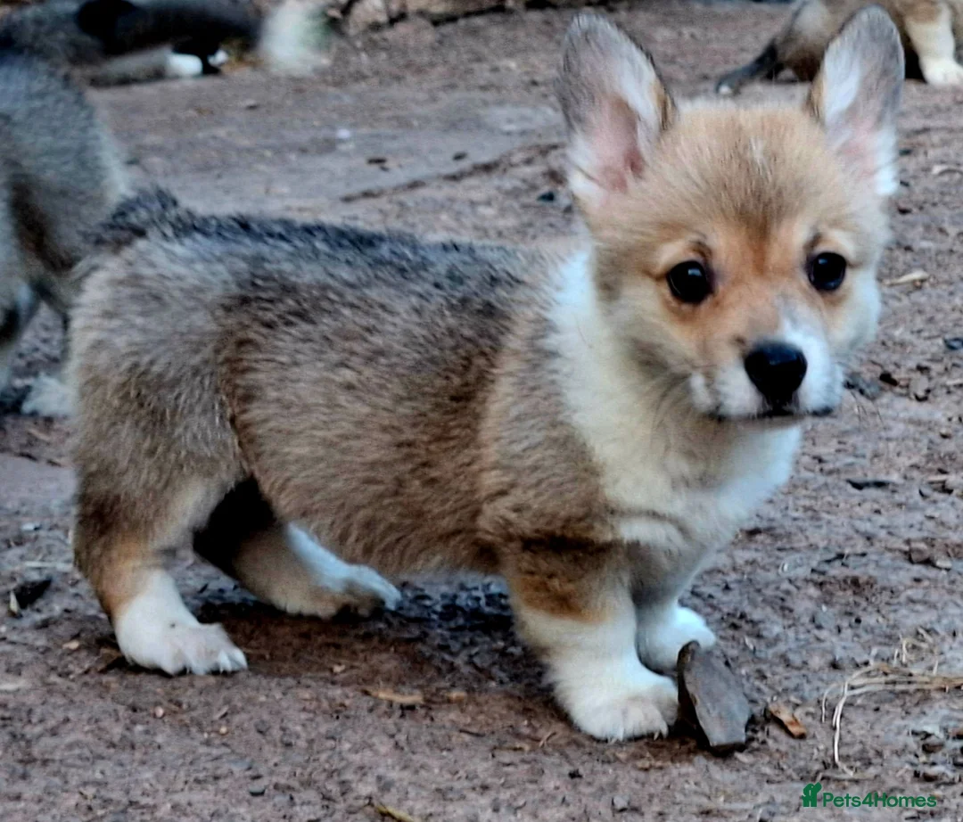 Welsh Corgi Pembroke dogs for sale: 1 boy 1 girl KC Pembroke Corgis  - Advert 30