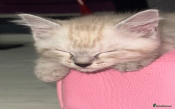 Mixed Breed cats for sale: Male kitten - Image 2