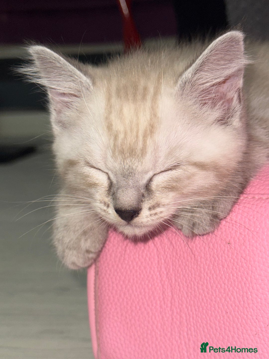 Mixed Breed cats for sale: Male kitten - Image 2