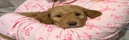 Labradoodle dogs for sale: F1BB Miniature Labradoodle Puppies – Home Raised - Advert 5