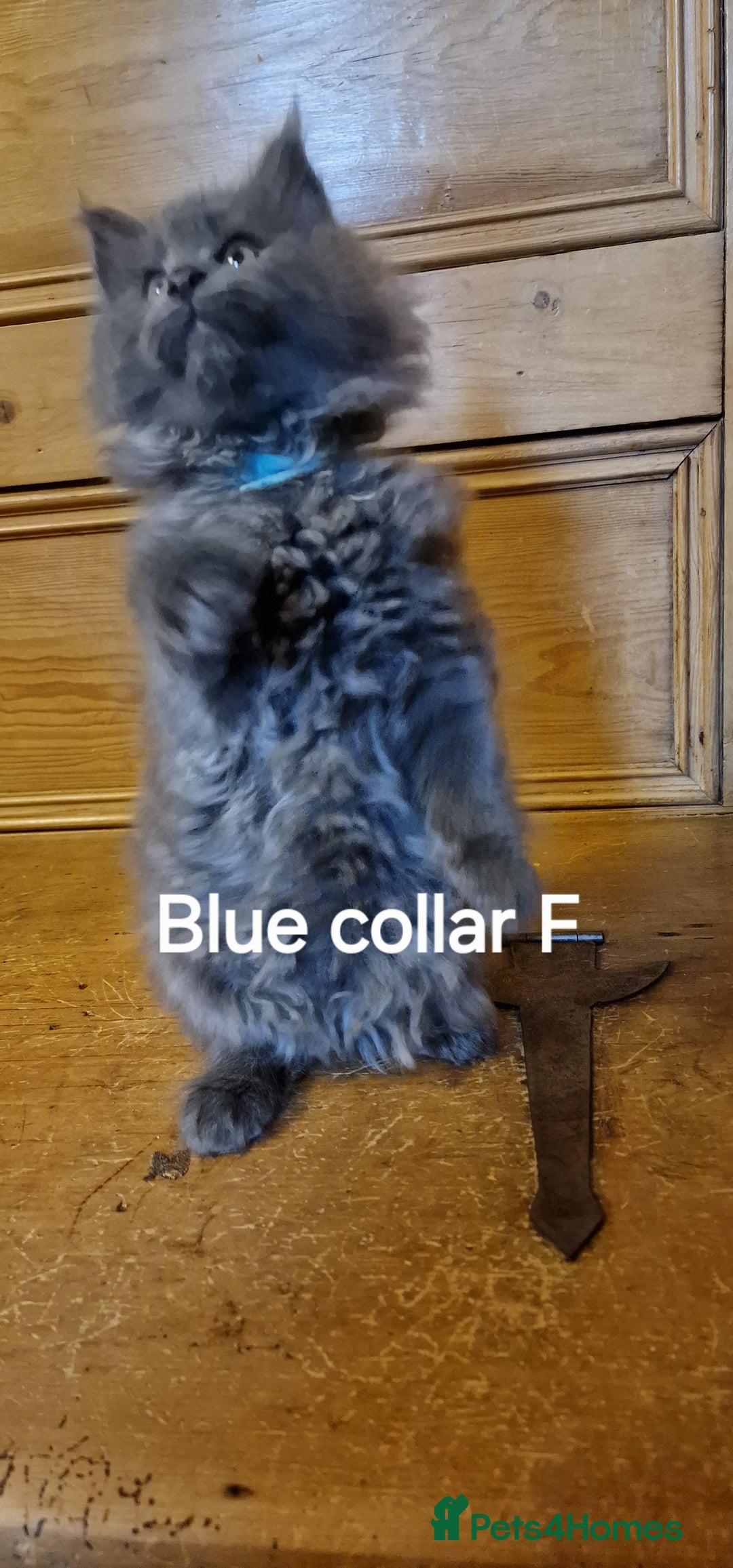 Maine Coon cats for sale: Maine coon kittens  - Image 6