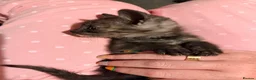 Mixed Breed cats for sale: Grey smoke tabby kitten - Advert 5