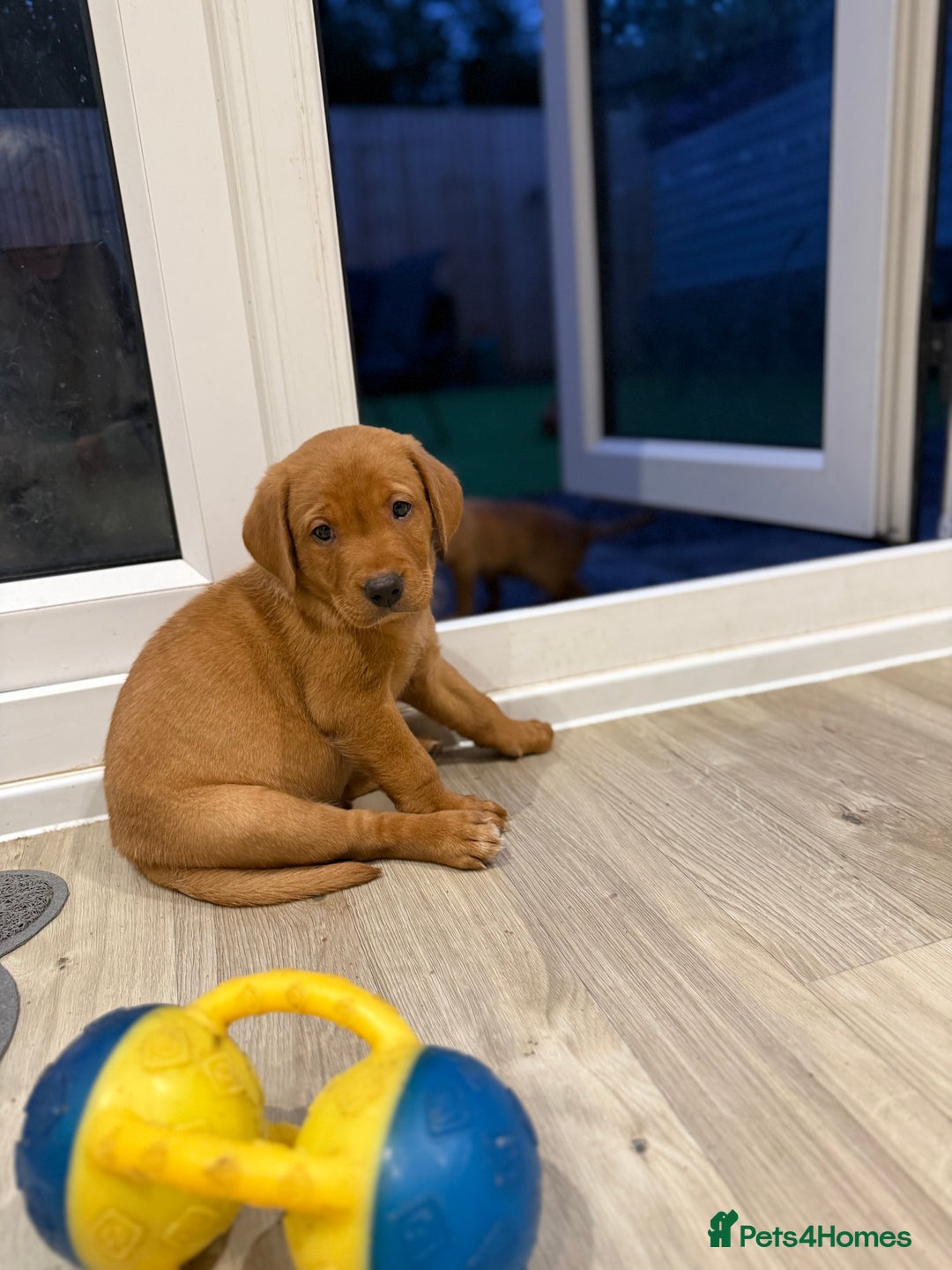 Labrador Retriever dogs for sale: KC Red fox Labrador retrievers  - Image 18
