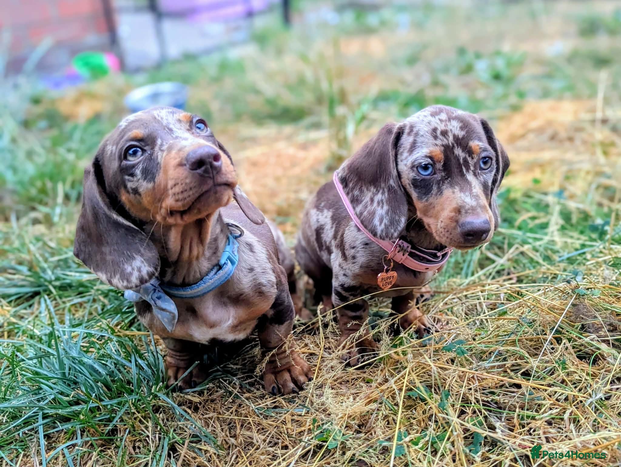 Dachshund dogs Last 2 Gorgeous Dapple Dachshund Puppies - Advert 1
