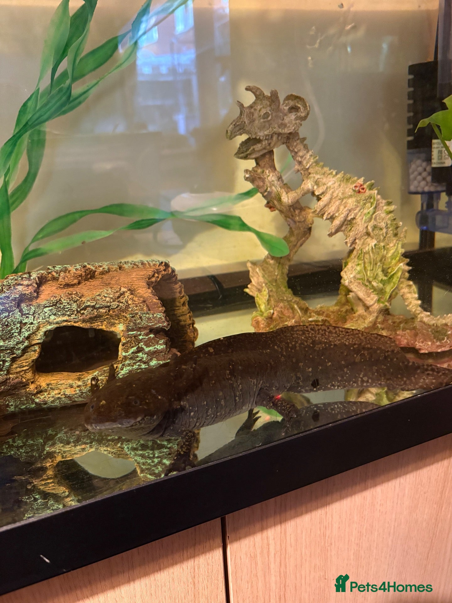 Axolotl reptiles Axolotl and 200l tank  - Advert 1