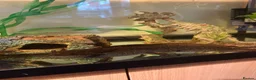 Axolotl reptiles for sale: Axolotl and 200l tank  in Chatteris - Advert 1