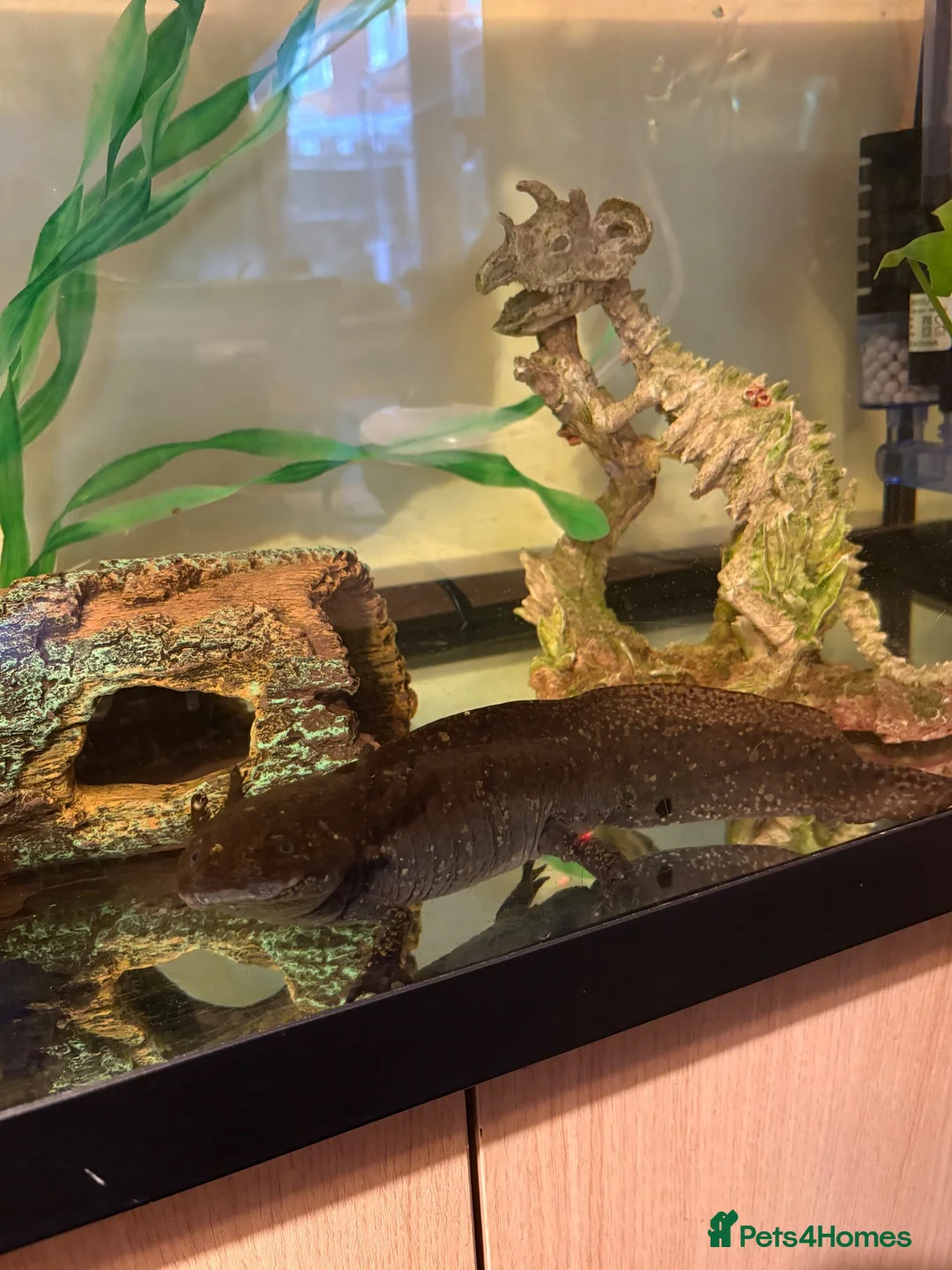 Axolotl reptiles for sale: Axolotl and 200l tank  in Chatteris - Advert 1