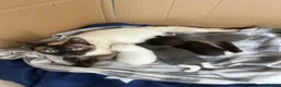 Mixed Breed cats for sale: 4 Stunning Siamese Mixed Kittens Available  - Advert 15