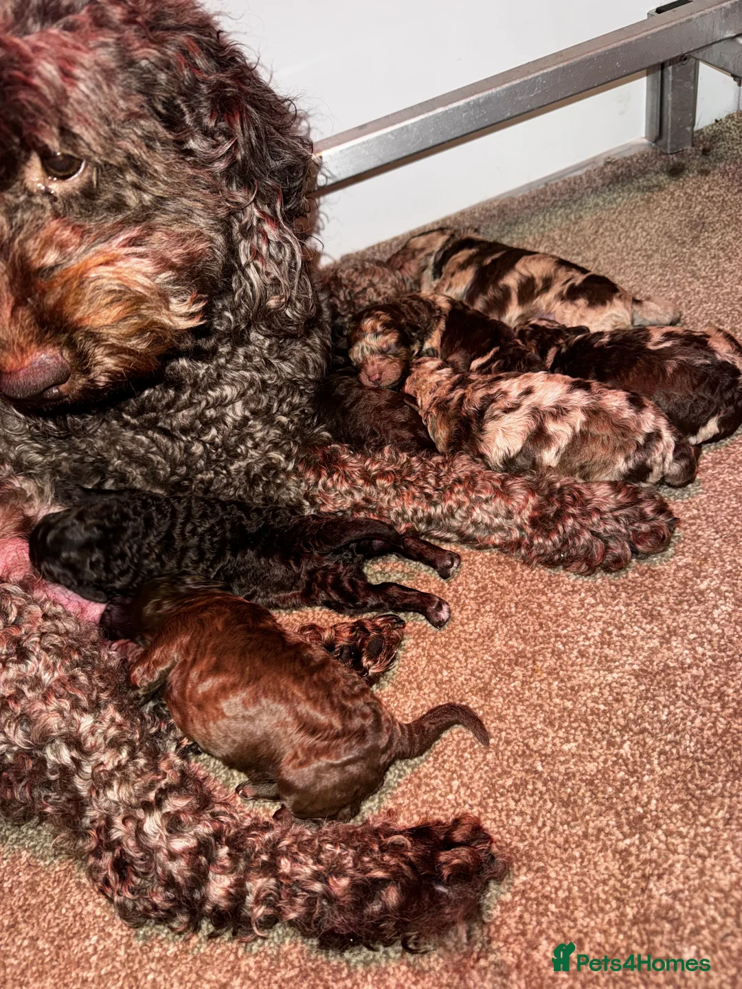 Cockapoo dogs for sale: Stunning F1bb toy cockerpoo puppies - Advert 13