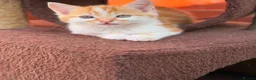 Mixed Breed cats for sale: Mixed ragdolls - Advert 18