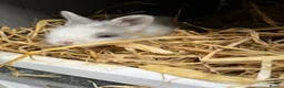 Lionhead rabbits for sale: Lionhead Bunnies  - Advert 6