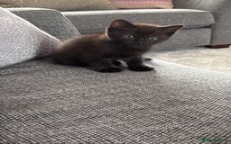 Ragdoll cats for sale: Ragdoll (cross) Kitten For Sale in Grantham - Image 4