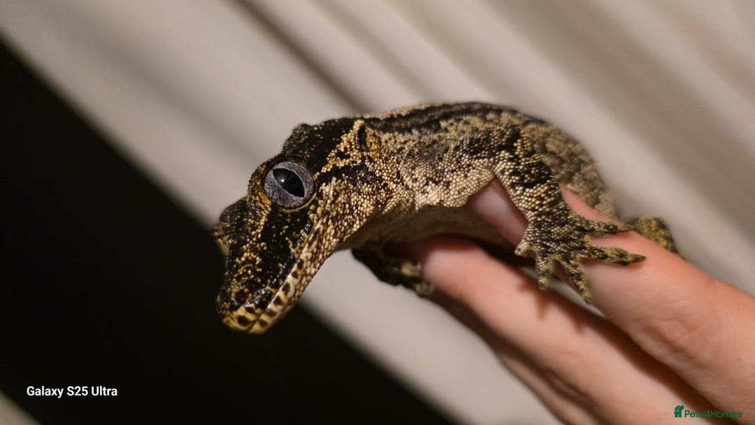 Gecko reptiles for sale: Gargoyle gecko - Advert 3