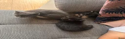 Mixed Breed cats for sale: 3 beautiful kittens for sale  - Advert 3
