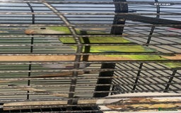 Parakeets birds for sale: 2 male Quaker parrots for sale  - Advert 6