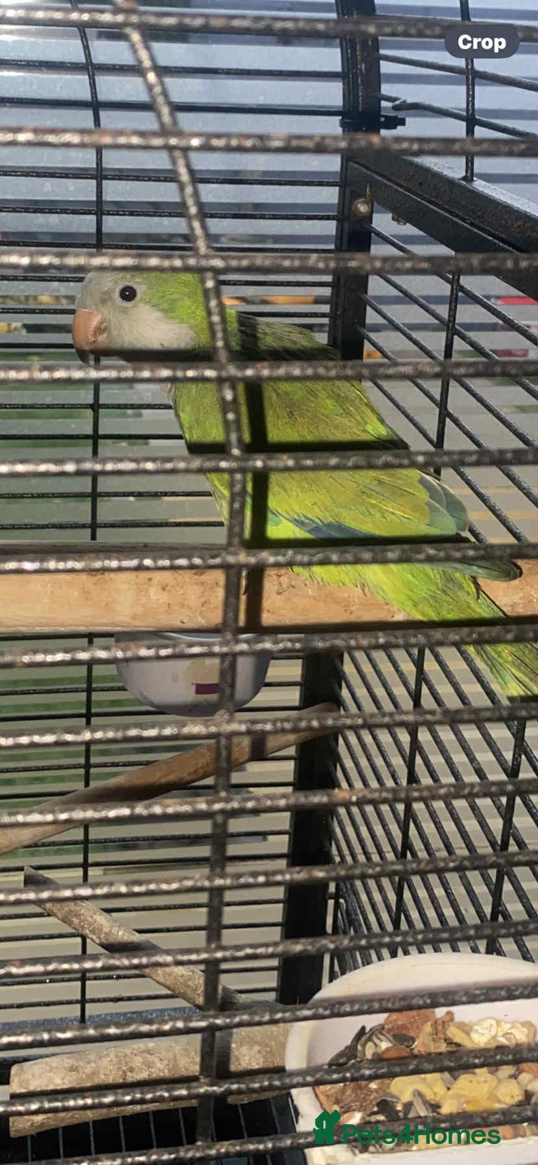 Parakeets birds for sale: 2 male Quaker parrots for sale  - Advert 6