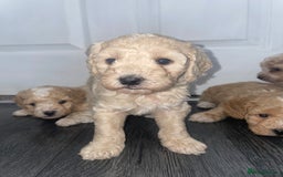 Miniature Poodle dogs for sale: Miniature poodle puppies  - Image 15