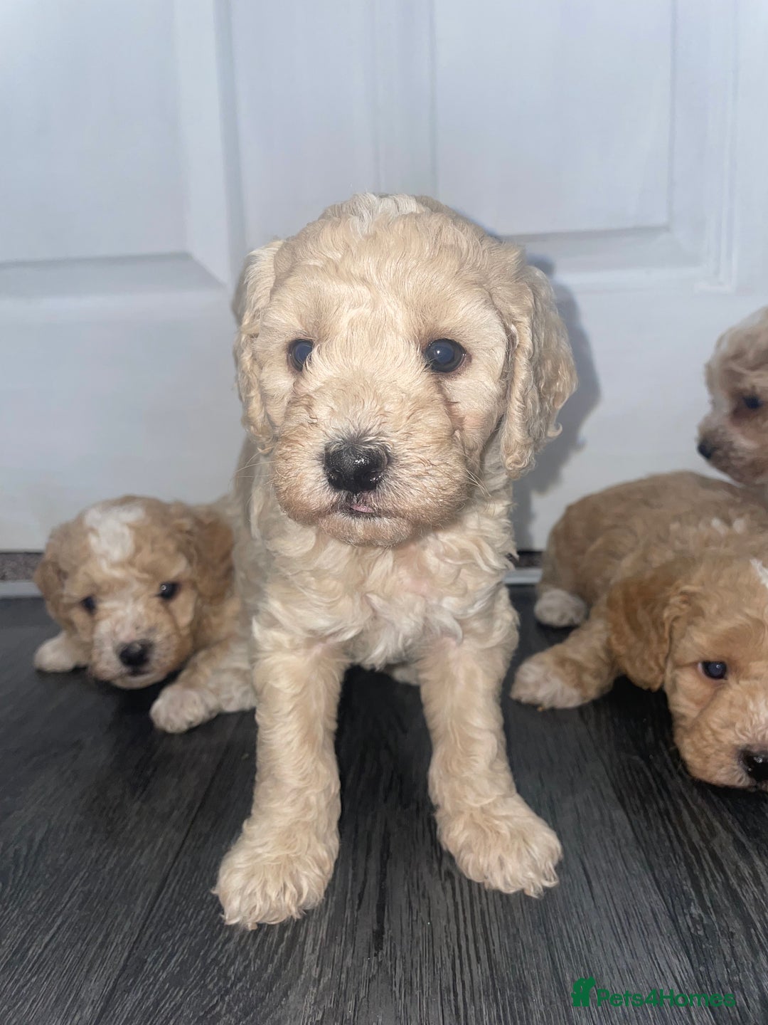 Miniature Poodle dogs for sale: Miniature poodle puppies  - Image 15