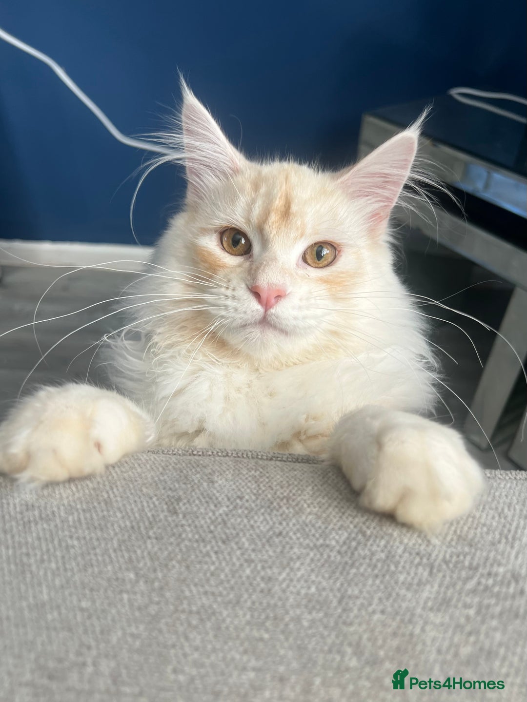 Maine Coon cats for sale: Cat for re home  - Image 2