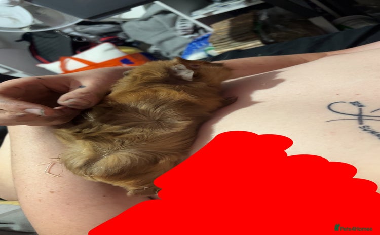 Guinea Pig rodents Two male guinea pigs - Advert 2