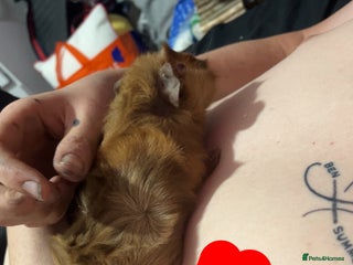 Guinea Pig rodents Two male guinea pigs - Advert 1