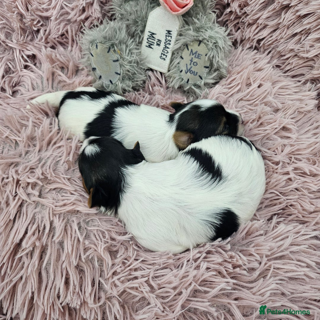 Yorkshire Terrier dogs for sale: Two beautiful Yorkshire Terrier (Biewer) puppies - Advert 16