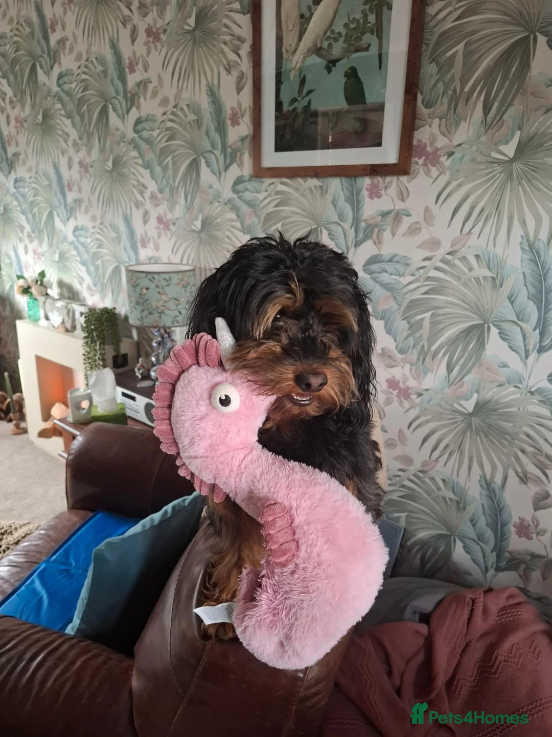 Cockapoo dogs for stud: Phatom cockapoo for stud in Birmingham - Advert 6