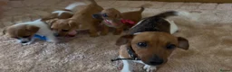 Jack Russell dogs for sale: Jack Russell puppies in Darwen - Advert 9