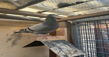 Pigeons birds - Advert 9