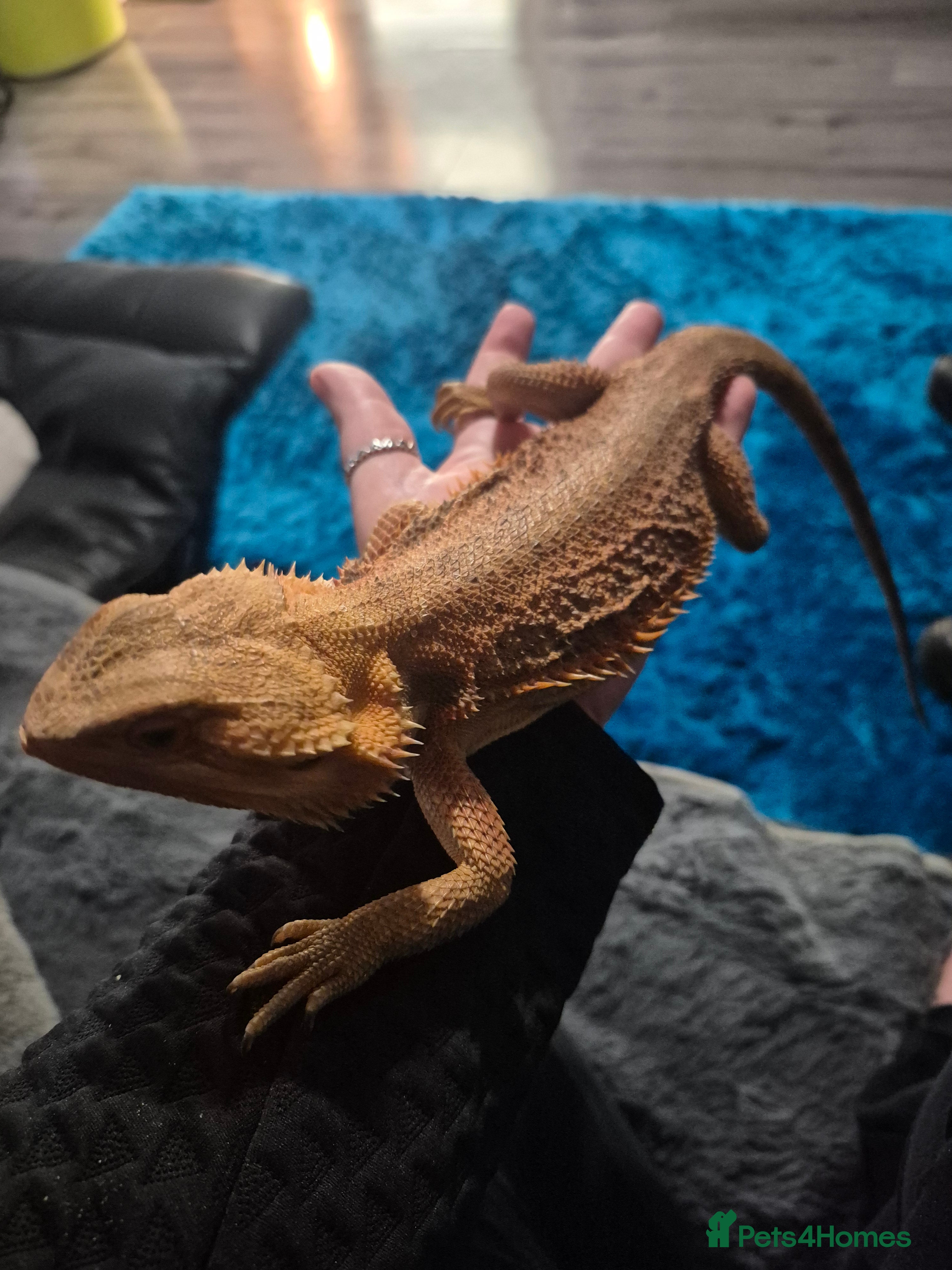 Bearded Dragon reptiles 2 year old beautiful red bearded dragon - Advert 1