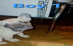 French Bulldog dogs for sale: STUNNING   !French Bulldog Litter!  - Image 5