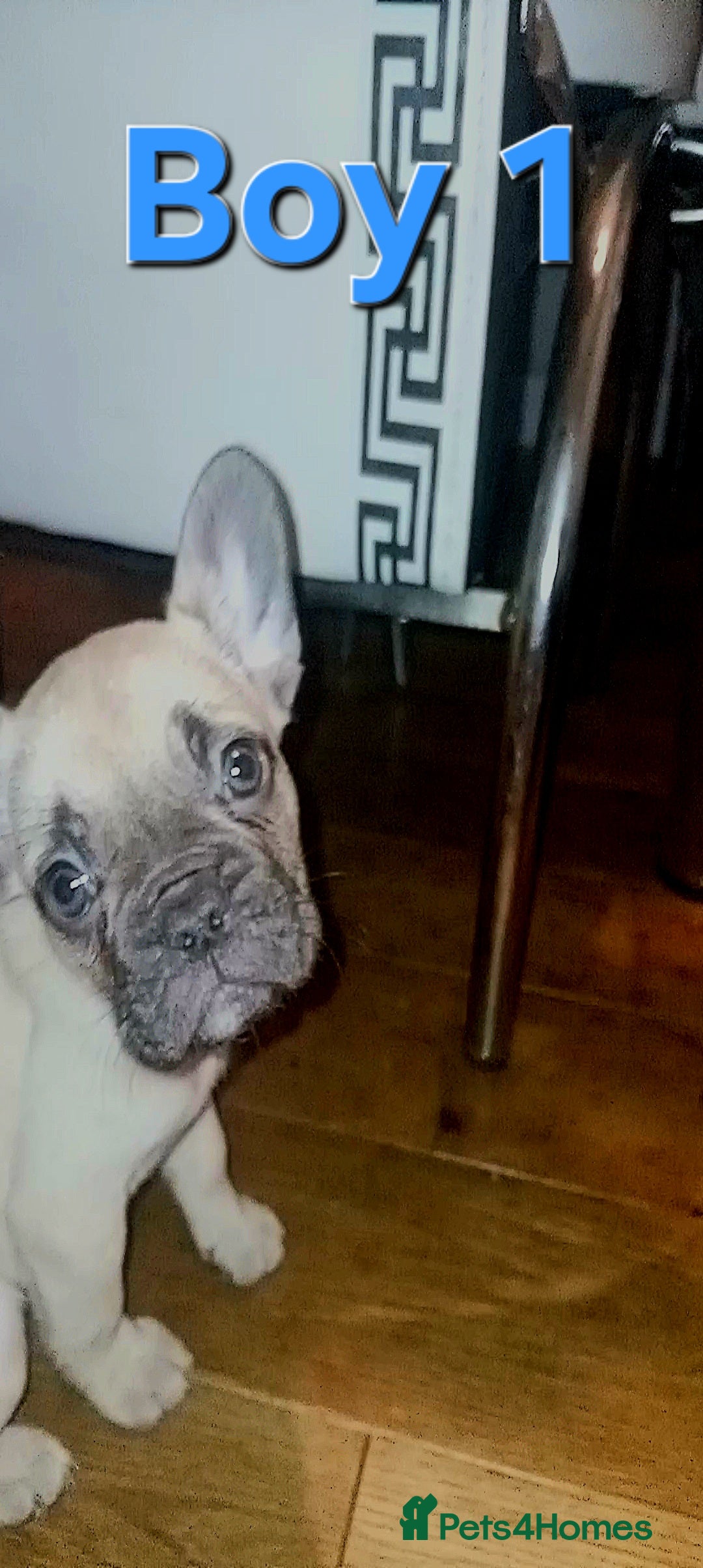 French Bulldog dogs for sale: STUNNING   !French Bulldog Litter!  - Image 5