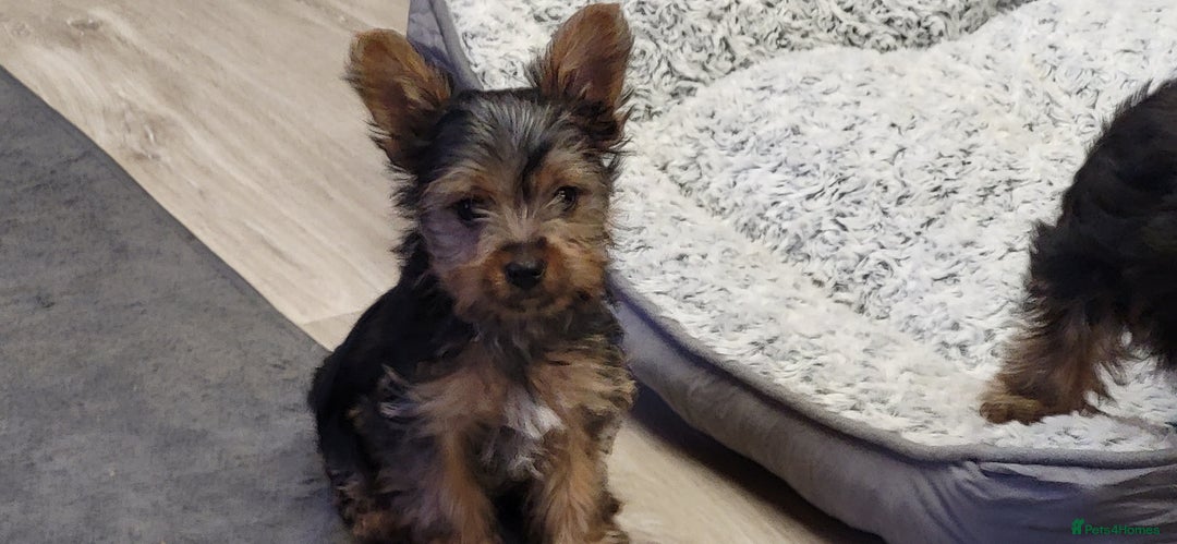 Yorkshire Terrier dogs for sale: Yorkshire Terriers puppies from Licensed Breeder  - Advert 11