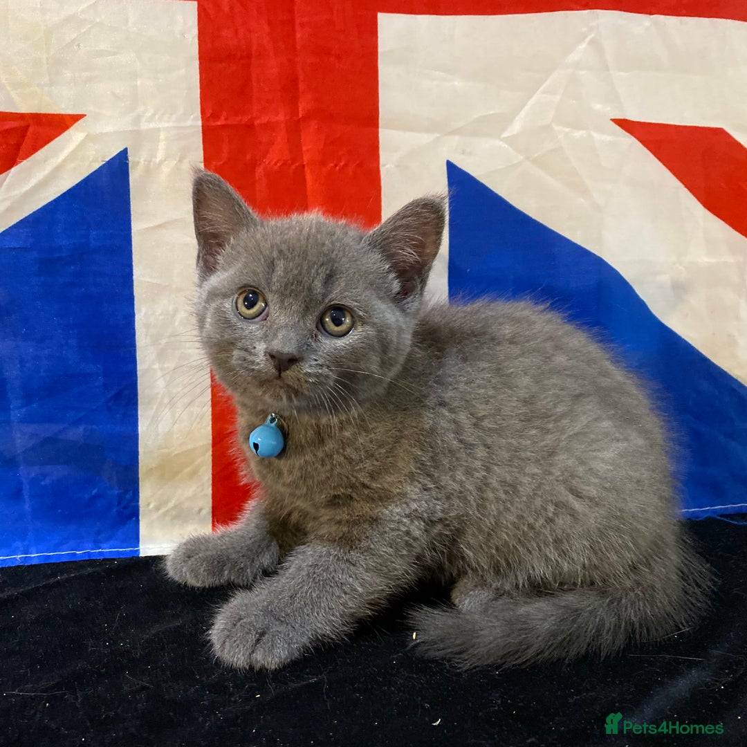 British Shorthair cats for sale: 7 Chunky British Blue Shorthair Kittens for Sale - Image 6