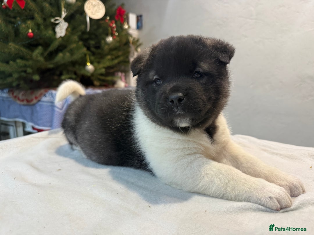 Akita dogs for sale: AMERICAN AKITA LOOKING FOR HOME - Advert 22