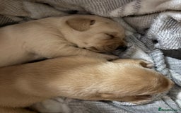 Labrador Retriever dogs for sale: STUNNING HEALTH TESTED LABRADORS - Image 5